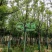 漳州香樟批发价格、福建大量供应香樟树、香樟种植基地