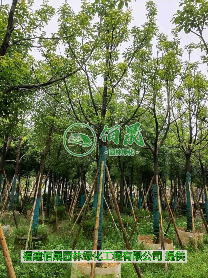 漳州香樟批发价格、福建大量供应香樟树、香樟种植基地