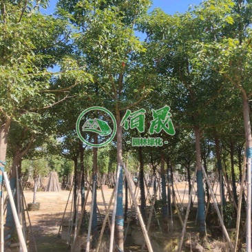 漳州骨架香樟批发价格、大量供应骨架香樟、骨架香樟种植基地