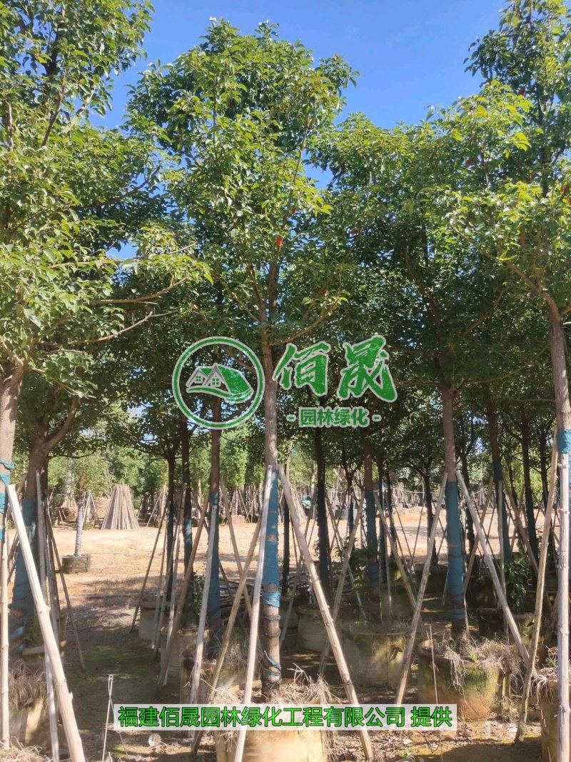 漳州骨架香樟批发价格、大量供应骨架香樟、骨架香樟种植基地