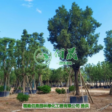 漳州全冠香樟批发价格、福建大量供应全冠香樟、香樟种植基地