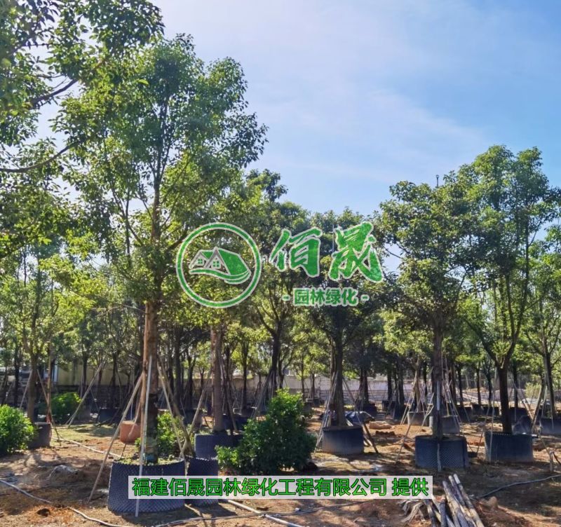 漳州全冠香樟批发价格、福建大量供应全冠香樟、香樟种植基地
