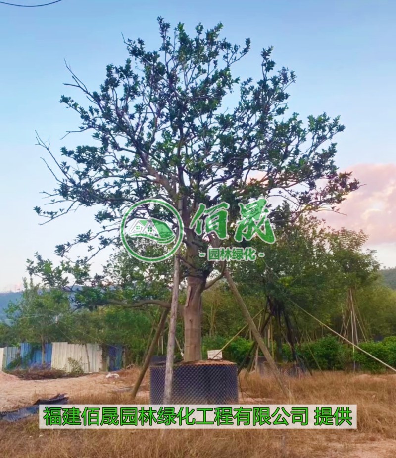 漳州香橼批发价格、福建大量供应香橼、香橼种植基地