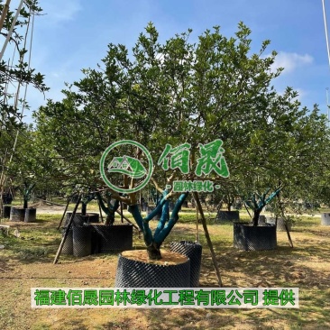 漳州香橼批发价格、福建大量供应香橼、香橼种植基地
