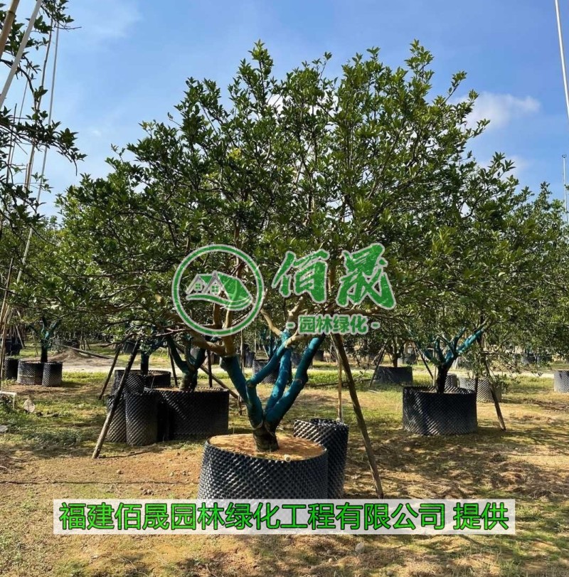 漳州香橼批发价格、福建大量供应香橼、香橼种植基地