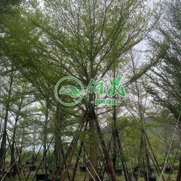 漳州小叶榄仁批发价格、福建大量供应细叶榄仁、小叶榄仁种植