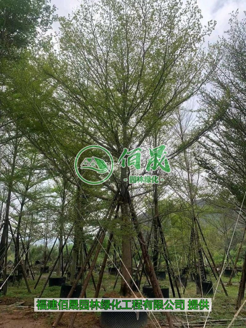 漳州小叶榄仁批发价格、福建大量供应细叶榄仁、小叶榄仁种植