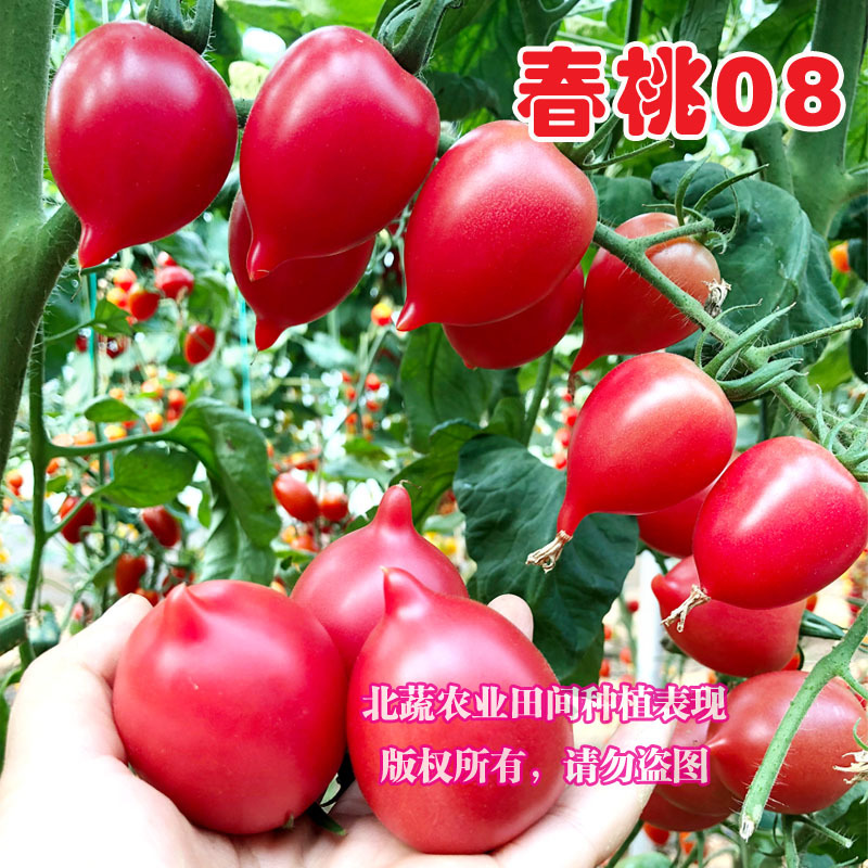 小番茄种子春桃08圣女果种籽超甜小柿子籽桃形耐裂口感好