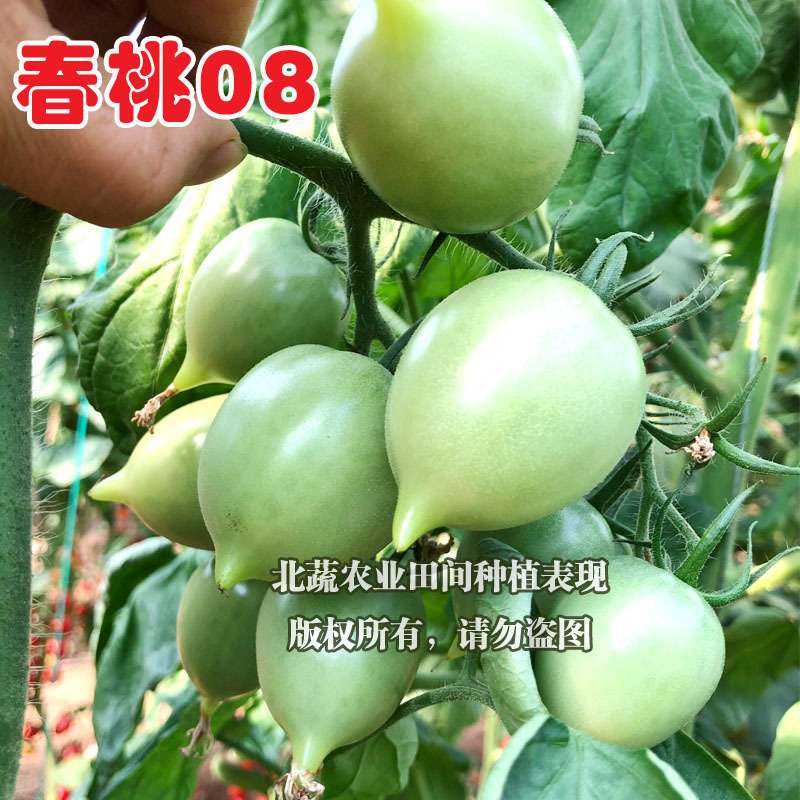 小番茄种子春桃08圣女果种籽超甜小柿子籽桃形耐裂口感好