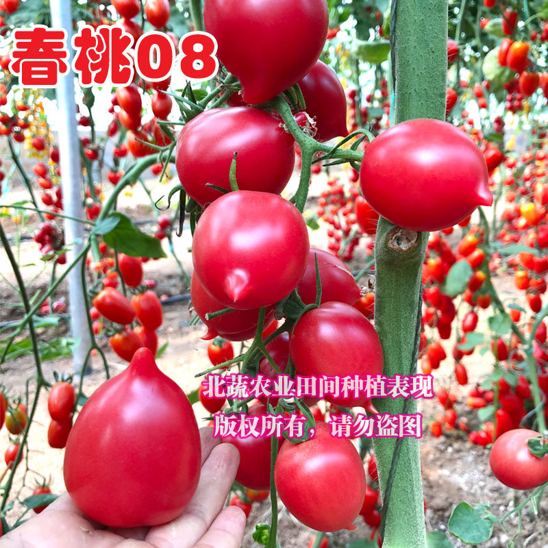 小番茄种子春桃08圣女果种籽超甜小柿子籽桃形耐裂口感好