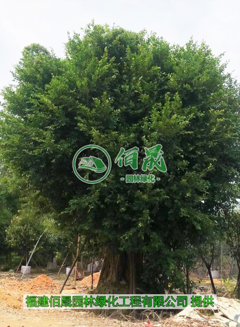 漳州小叶榕批发价格、福建大量供应小叶榕、榕树种植基地