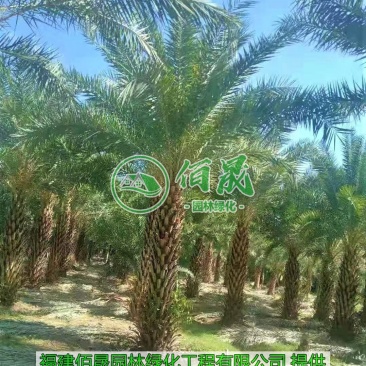 漳州中东海枣批发价格、福建大量供应银海枣、中东海枣种植