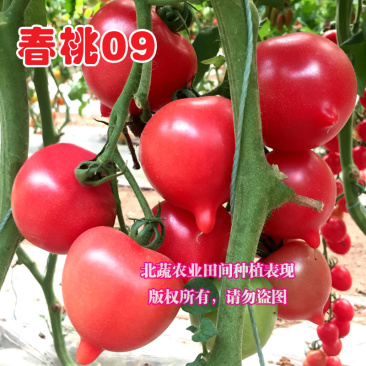 春桃小番茄种子超甜桃形小柿子种籽耐雨水耐裂好吃圣女果种