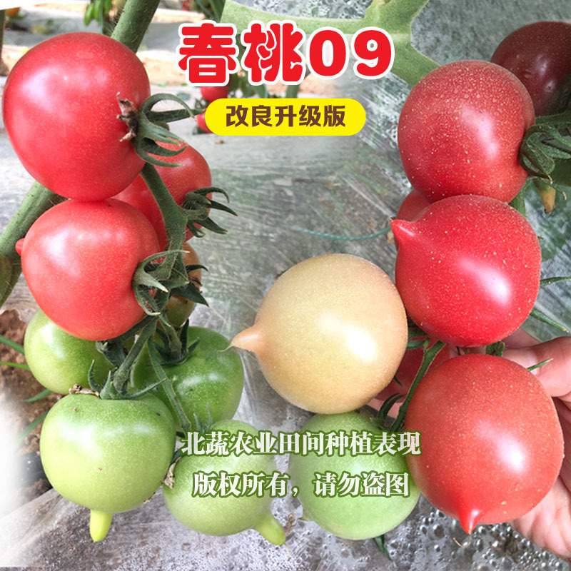 春桃小番茄种子超甜桃形小柿子种籽耐雨水耐裂好吃圣女果种
