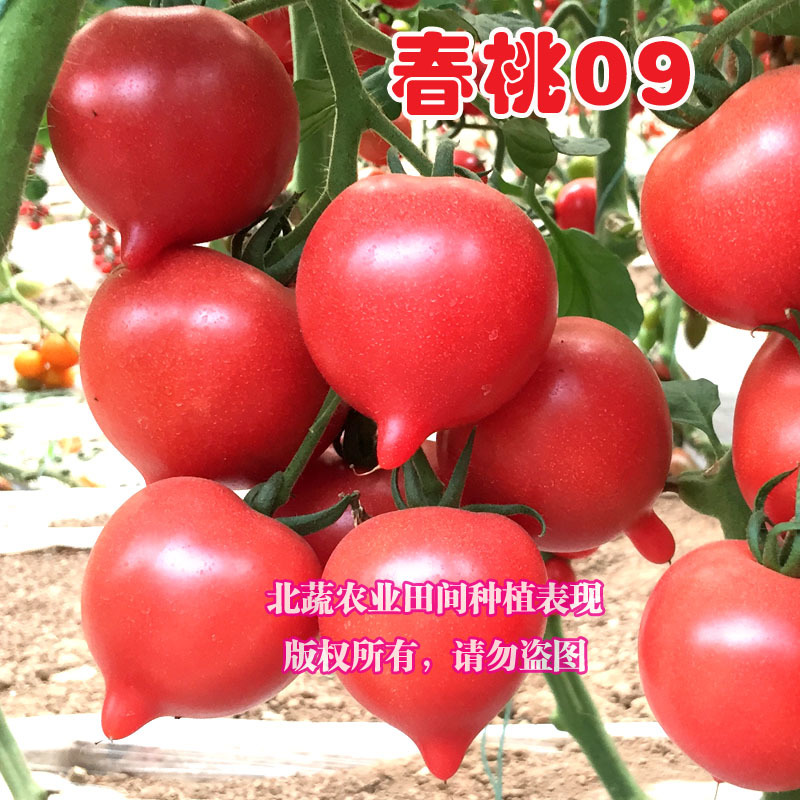 春桃小番茄种子超甜桃形小柿子种籽耐雨水耐裂好吃圣女果种