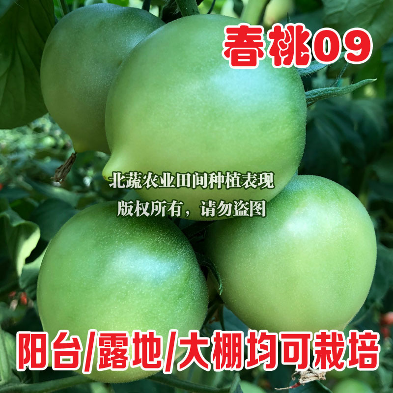 春桃小番茄种子超甜桃形小柿子种籽耐雨水耐裂好吃圣女果种