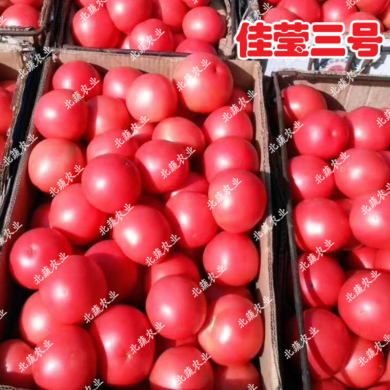 西红柿种子佳莹三号耐低温番茄种籽抗死棵粉红色好吃沙瓤北蔬