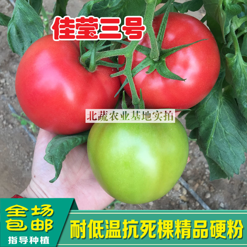 西红柿种子佳莹三号耐低温番茄种籽抗死棵粉红色好吃沙瓤北蔬