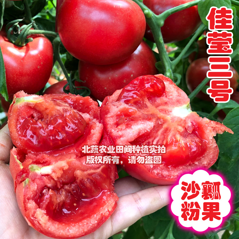 西红柿种子佳莹三号耐低温番茄种籽抗死棵粉红色好吃沙瓤北蔬