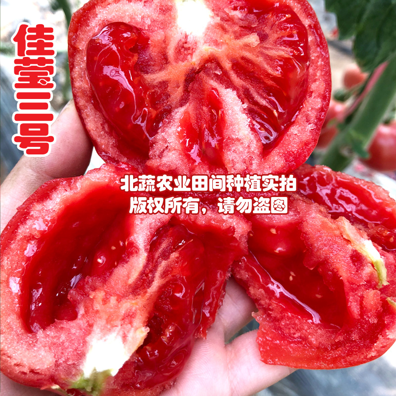 西红柿种子佳莹三号耐低温番茄种籽抗死棵粉红色好吃沙瓤北蔬