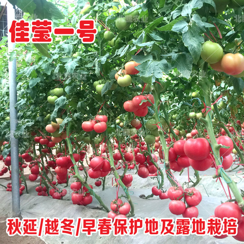 西红柿种子佳莹一号硬粉番茄种籽耐低温精品大果柿子种毛粉