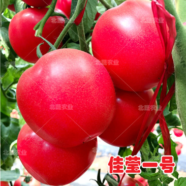 西红柿种子佳莹一号硬粉番茄种籽耐低温精品大果柿子种毛粉