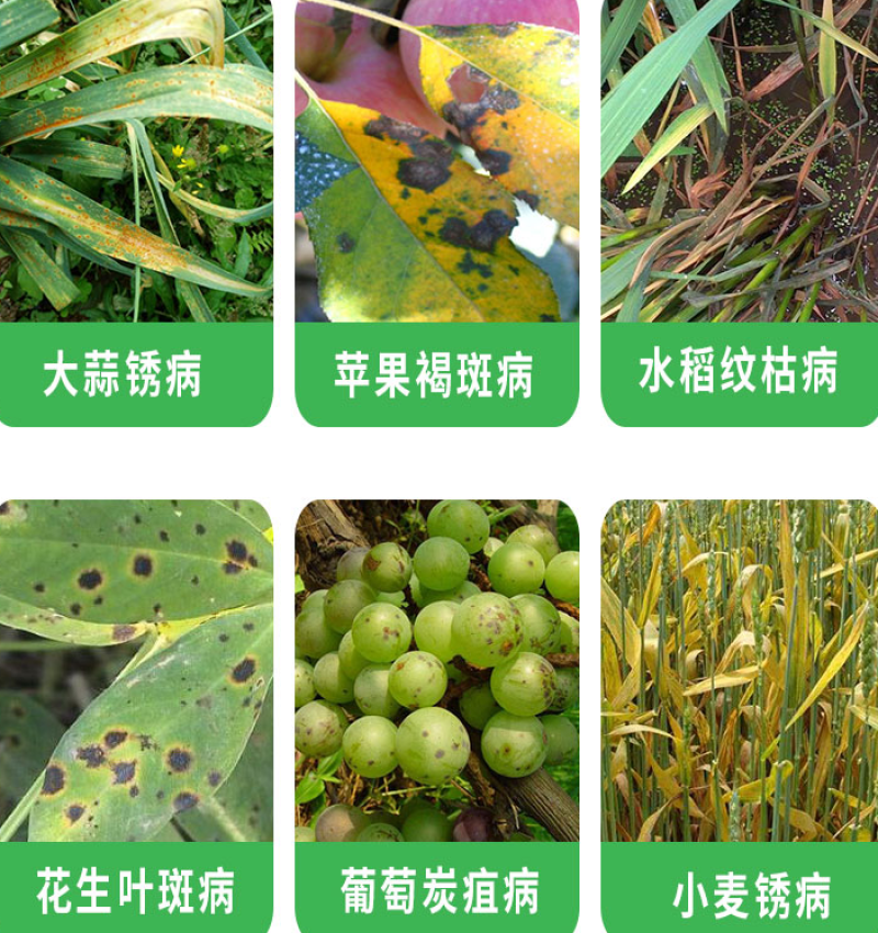 氟环唑小麦锈病叶斑病褐斑病纹枯病大蒜锈病杀菌剂