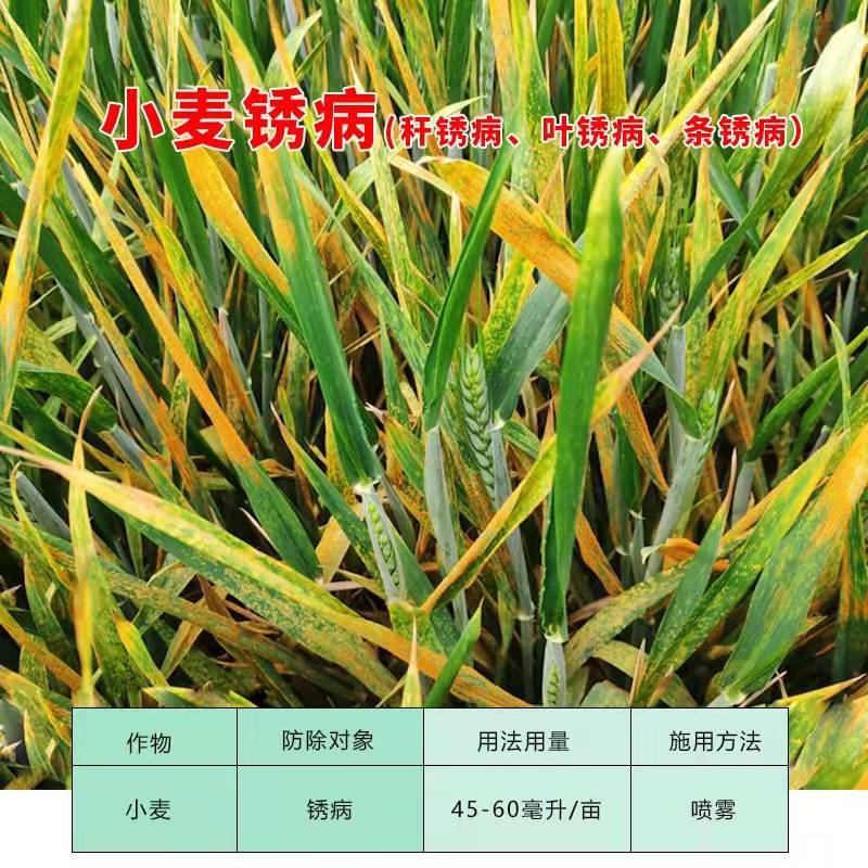 氟环唑小麦锈病叶斑病褐斑病纹枯病大蒜锈病杀菌剂