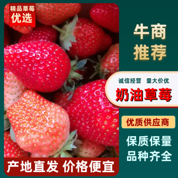 奶油草莓江苏草莓商场社区团购一件代发货量充足