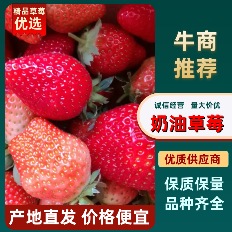 奶油草莓江苏草莓商场社区团购一件代发货量充足