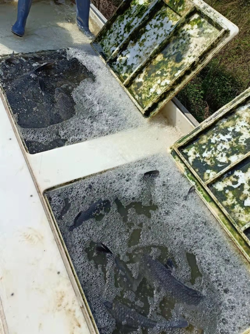 青鱼大量上市，全国供应广东产地直发，规格全品质好