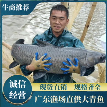 青鱼广东水产基地直供货量充足品质好价格便宜规格全