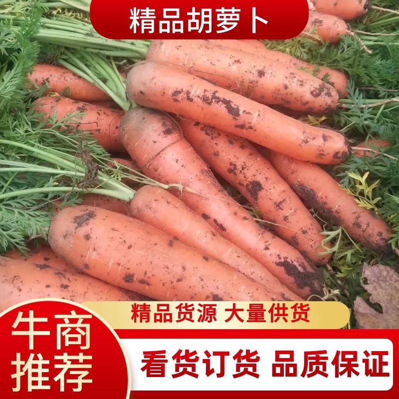 【荐】精品胡萝卜现挖现卖支持各种包装，条形红三红光泽度亮