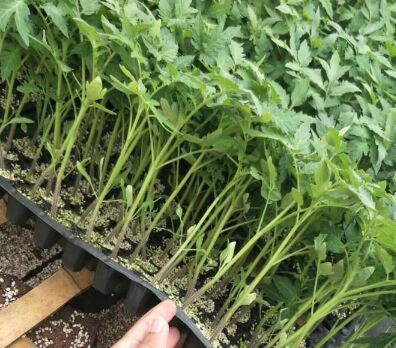 釜山88圣女果苗小番茄苗千禧果嫁接苗