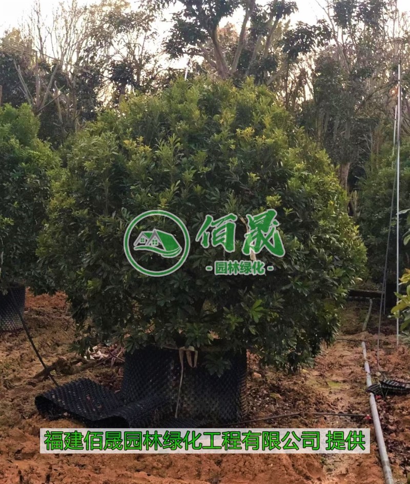 漳州杨梅批发价格、福建大量供应水果苗、杨梅种植基地
