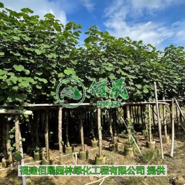 漳州黄槿批发价格、福建大量供应黄槿、黄槿种植基地。