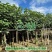 漳州黄槿批发价格、福建大量供应黄槿、黄槿种植基地。