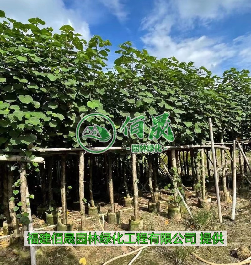 漳州黄槿批发价格、福建大量供应黄槿、黄槿种植基地。