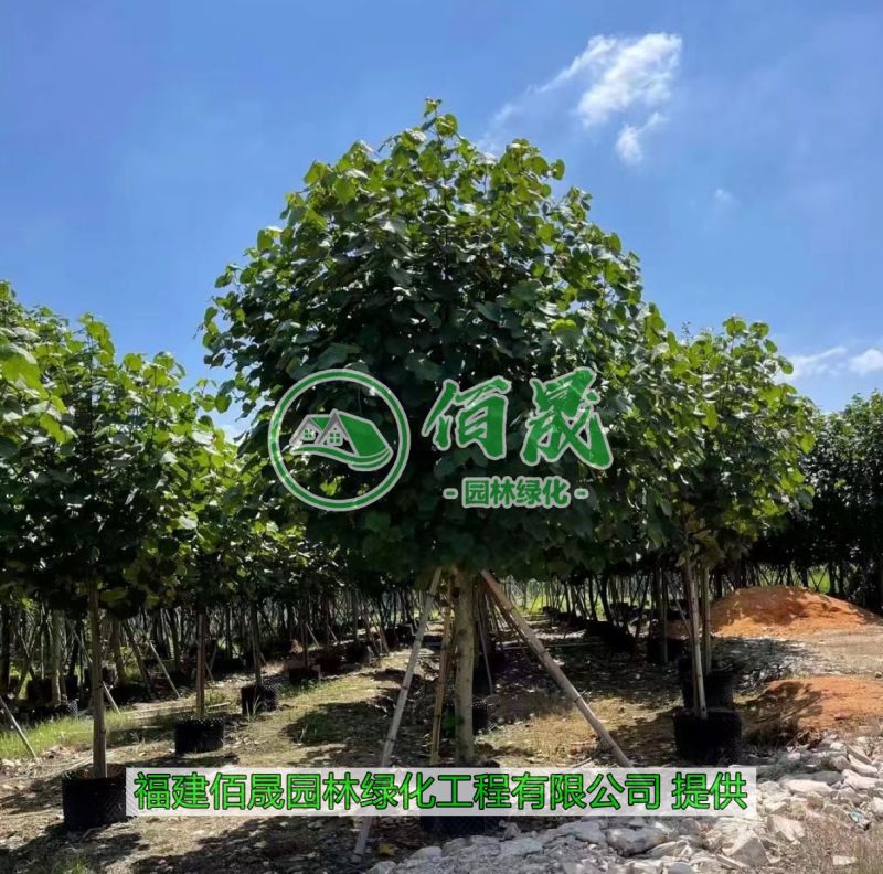漳州黄槿批发价格、福建大量供应黄槿、黄槿种植基地。