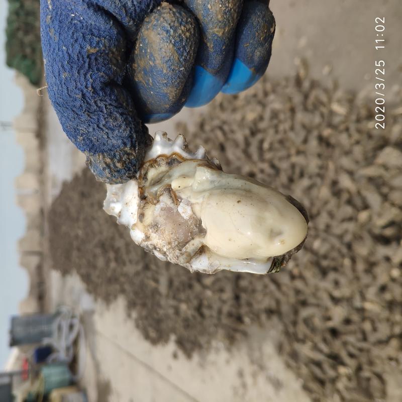 【供应泥蚝】规格1-3薄壳牡蛎育肥二倍体9成肥度个头显大