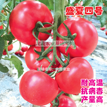 番茄种子耐热盛夏四号西红柿种籽抗病毒大果硬粉柿子籽