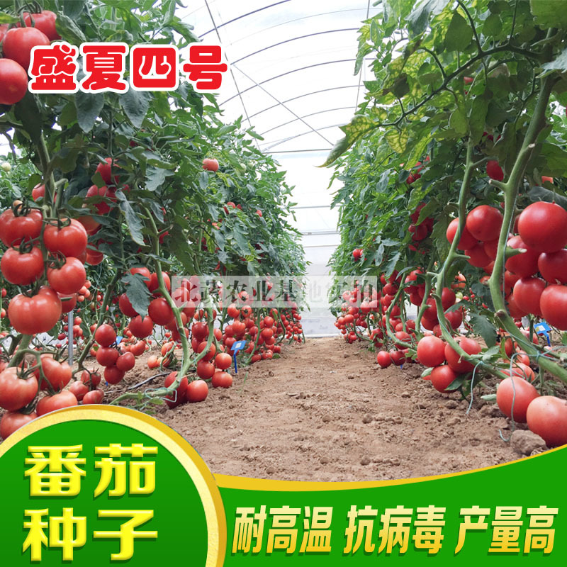 番茄种子耐热盛夏四号西红柿种籽抗病毒大果硬粉柿子籽