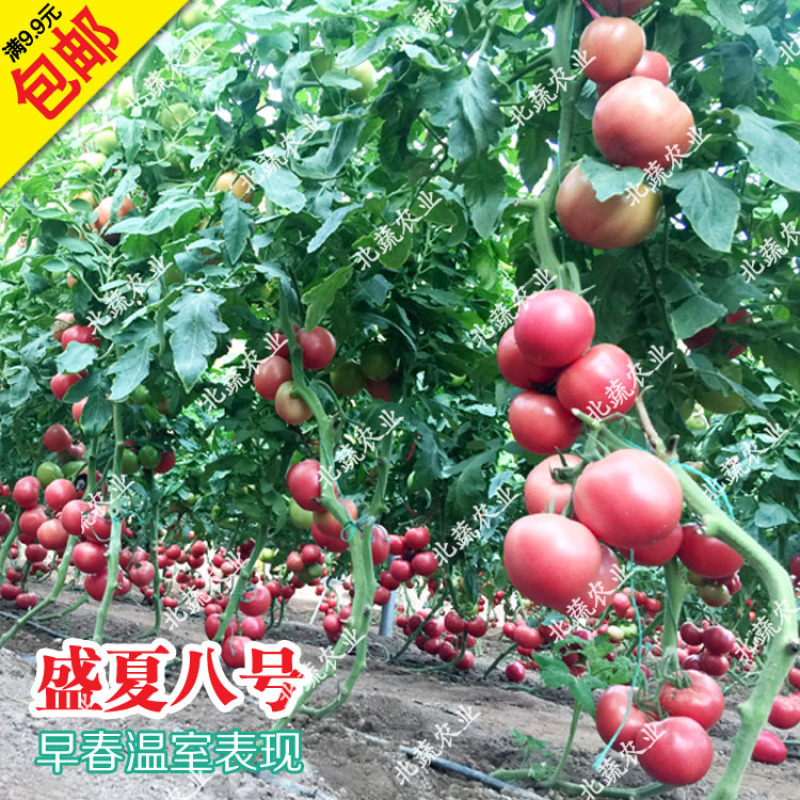 番茄种子盛夏八号毛粉柿子籽大果好吃西红柿种耐热抗TY