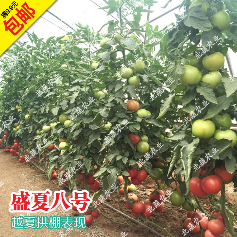 番茄种子盛夏八号毛粉柿子籽大果好吃西红柿种耐热抗TY