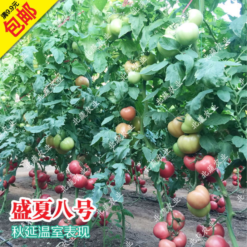 番茄种子盛夏八号毛粉柿子籽大果好吃西红柿种耐热抗TY