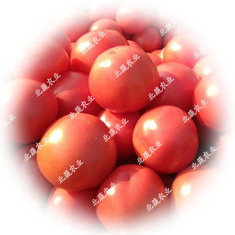 番茄种子盛夏八号毛粉柿子籽大果好吃西红柿种耐热抗TY