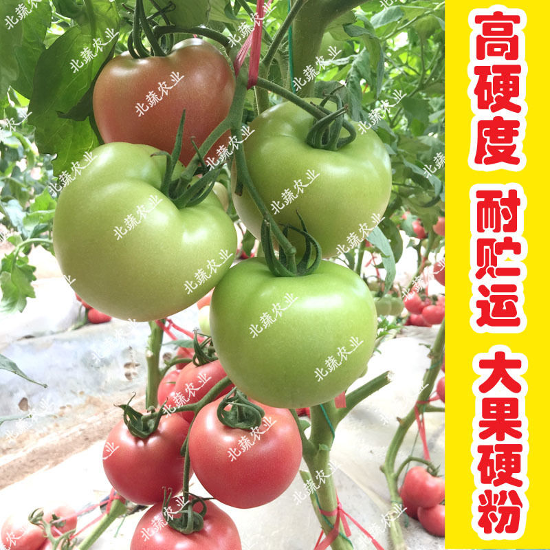 番茄种子盛夏八号毛粉柿子籽大果好吃西红柿种耐热抗TY