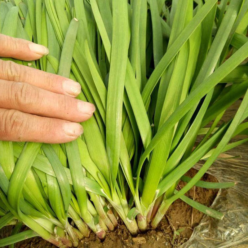 紫根韭菜种子早春种植独根红韭菜籽抗病耐热宽叶生长快