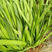 紫根韭菜种子早春种植独根红韭菜籽抗病耐热宽叶生长快