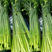 四季苔韭种子早熟产量高苔韭种籽韭菜花籽春夏秋冬季播